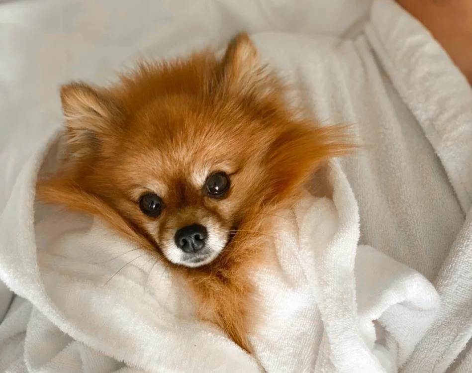 Проживание с животными - Отель «Вознесенский»